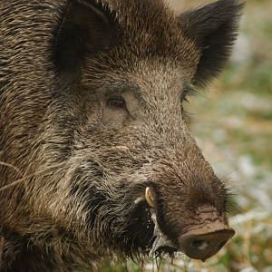 Hunting Wild Boar France