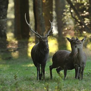 Hunting Sika Deer France