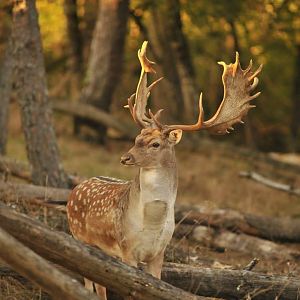 Fallow Deer Hunt in France