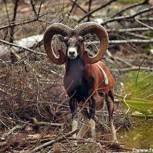 Mouflon Hunt in France