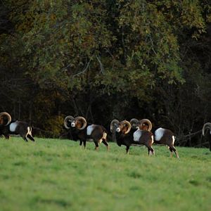 Mouflon Hunt in France