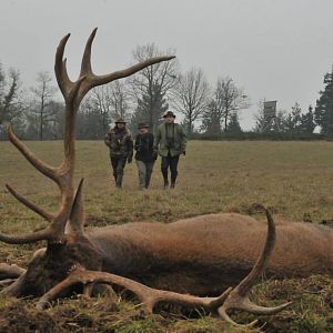 France Hunting Red Deer