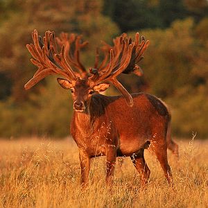 Hunting Red Deer France