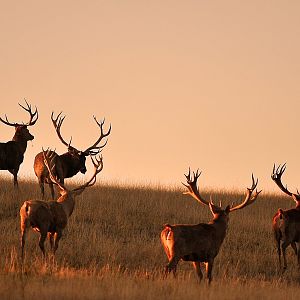 Hunt Red Deer France