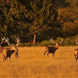 Hunt Red Deer France