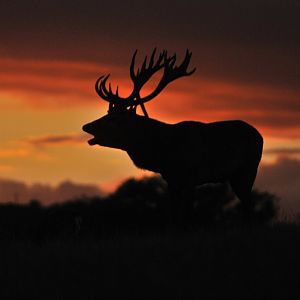 Hunt Red Deer in France