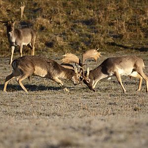 Hunt Fallow Deer