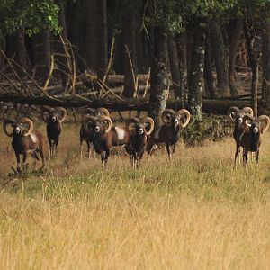 Hunting Mouflon in France