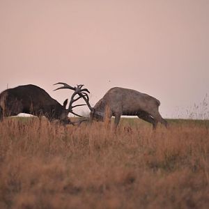 Hunting Red Deer France