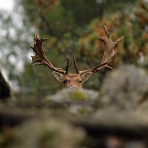 Hunting Fallow Deer in France