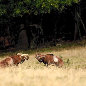 Hunting Mouflon