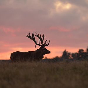 Hunting Red Deer France