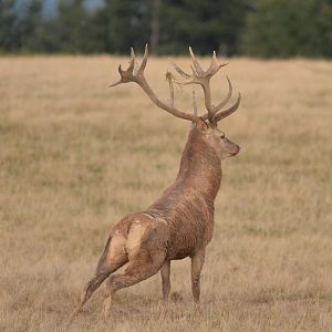 Hunting Red Deer France