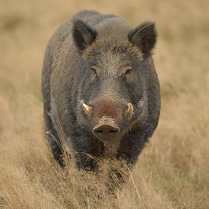 Hunting Wild Boar France