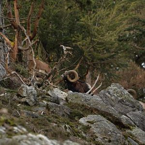 Hunting Mouflon in France