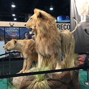 Lion Full Mount Taxidermy