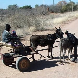 Donkey Cart | AfricaHunting.com