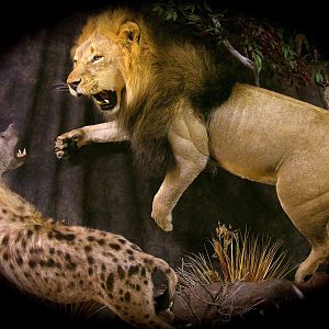 Lion Full Mount Taxidermy