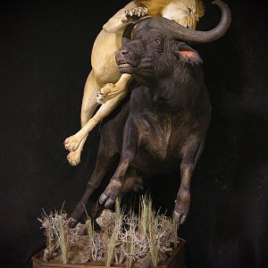 Lion Full Mount Taxidermy