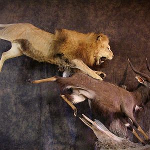 Lion Full Mount Taxidermy