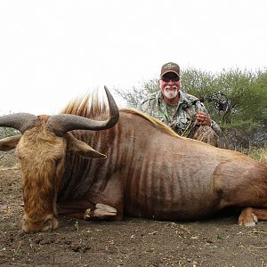South Africa Bow Hunting Golden Wildebeest