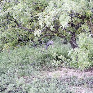 Deer Texas