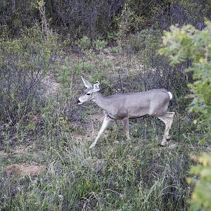 Deer Texas