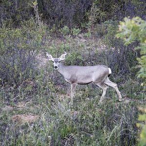 Deer Texas