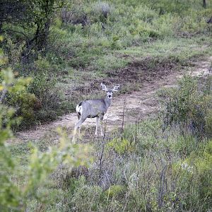 Deer Texas