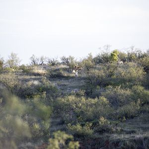 Big Horn Sheep Texas