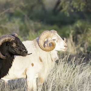 Big Horn Sheep Texas