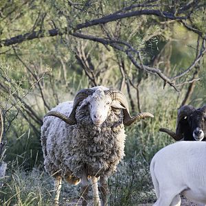 Big Horn Sheep Texas