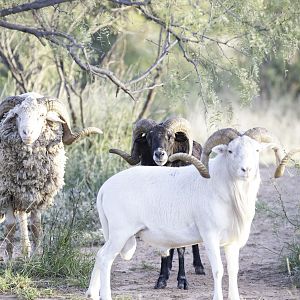 Big Horn Sheep Texas