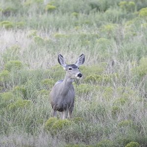 Deer Texas