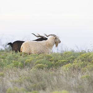 Big Horn Sheep Texas