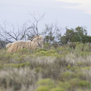 Big Horn Sheep Texas