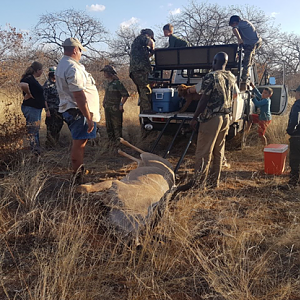 Kudu Hunt South Africa