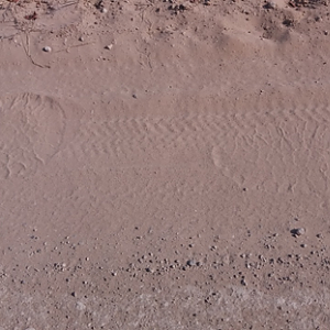 Elephant bull tracks in the road