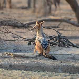 Jackal South Africa