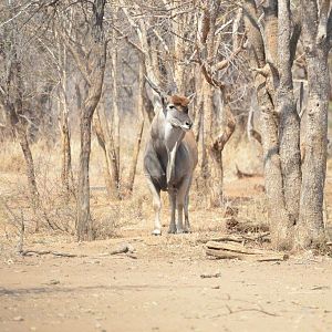 Eland South Africa