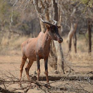 Tsessebe South Africa