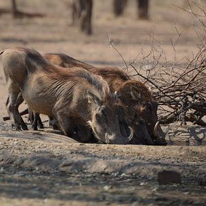 Warthog South Africa