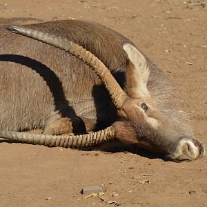 Hunting Waterbuck in South Africa