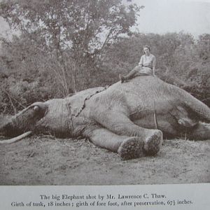 Big Elephant shot by Lawrence C. Thaw