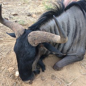 Hunting Blue Wildebeest Namibia