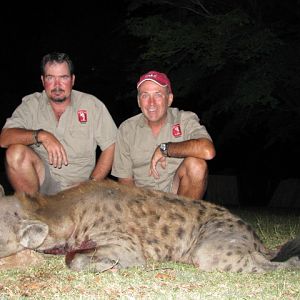 Spotted Hyena Hunt Zimbabwe