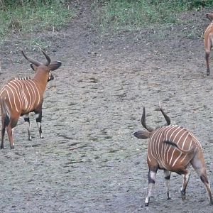 Bongo in Central African Republic