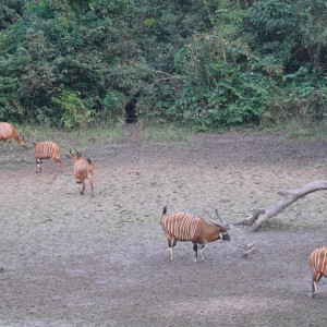 Bongo in Central African Republic