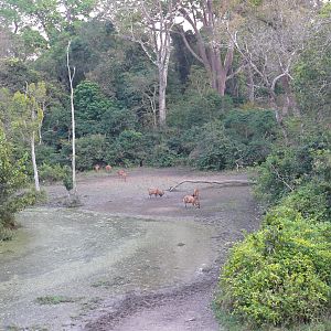 Bongo in Central African Republic