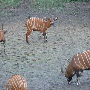 Bongo in Central African Republic